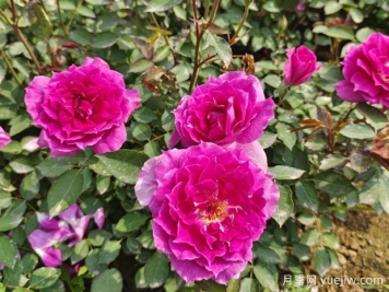 養(yǎng)月季花，離不開松樹皮，泥炭配松樹皮，固根性非常好