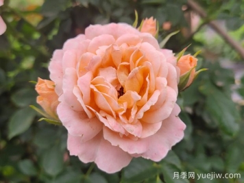 甜夢月季養(yǎng)護(hù)全攻略，打造夢幻花園