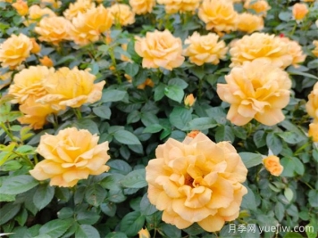 夏天養(yǎng)月季，月季高溫養(yǎng)護(hù)指南