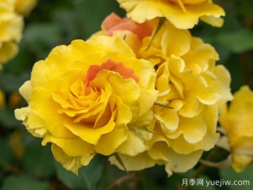 金管樂隊月季