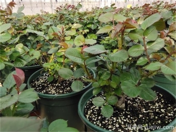 月季出筍芽，需要打頂嗎？