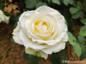 推薦11種白色系月季品種，花朵優(yōu)雅純潔