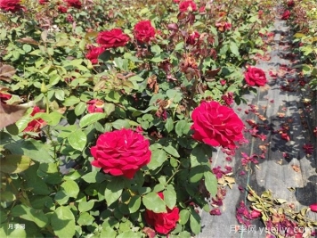 家里月季花葉子變黃，原來是因為這5個原因
