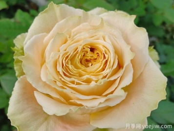 鄉(xiāng)村芙麗達(dá)月季