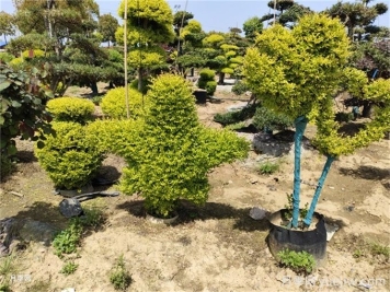十種觀賞類(lèi)花境骨架植物