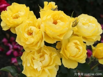 太陽來了月季