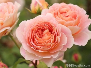 亞伯拉罕達(dá)比月季的養(yǎng)護(hù)辦法