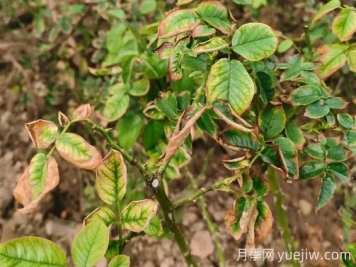 地栽月季大面積枯萎，到底是什么原因？