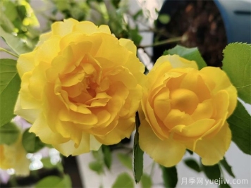推薦7個(gè)花期超長(zhǎng)的月季品種，而且勤花多頭