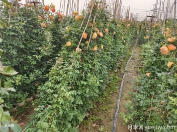 降溫了，月季筍芽要剪嗎？