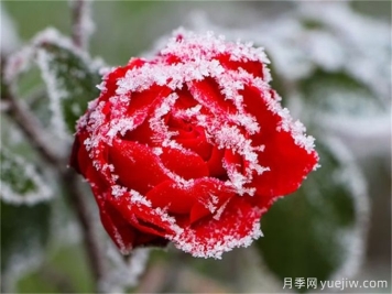 冬季下雪會(huì)凍死月季嗎？