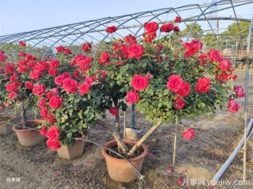 月季如何才能有更多分枝、開花更多？