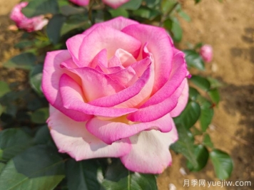 小區(qū)內(nèi)植物怎么修剪？