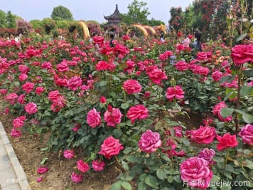 200種常見(jiàn)園林植物與養(yǎng)護(hù)技術(shù)