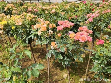 夏天月季葉片枯萎焦黃怎么辦？