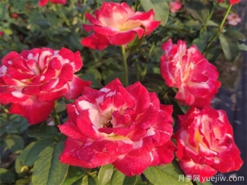 養(yǎng)了很長(zhǎng)時(shí)間的月季，卻一直不開(kāi)花？