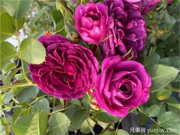 月季秋季花期，如何保證秋天花開(kāi)爆盆？