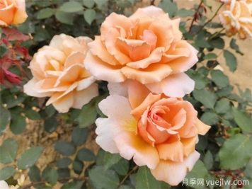 月季養(yǎng)殖沒那么難，給你三字經(jīng)
