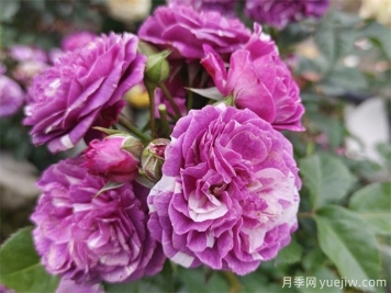 栽植養(yǎng)護(hù)月季需要注意什么？