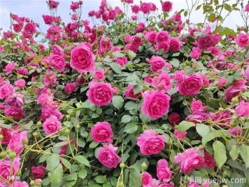 想讓月季多開幾波花？藤本月季橫拉有辦法