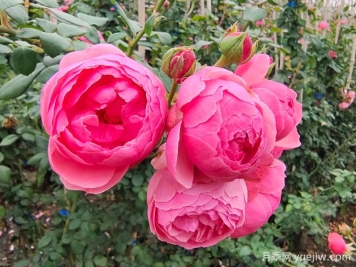 月季是每個(gè)月都開花嗎？怎樣讓月季每個(gè)月都開花？