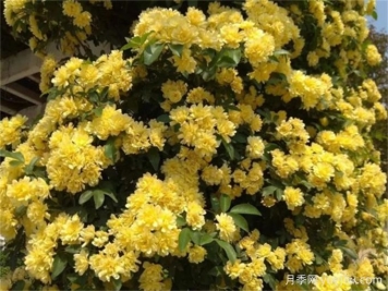 華中地區(qū)常見的開花植物，一起來認(rèn)一認(rèn)！