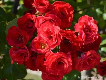 紅色梅蘭月季養(yǎng)護(hù)全攻略