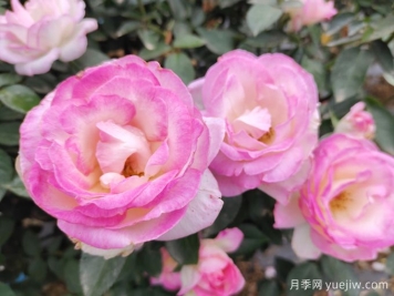常見植物風(fēng)水學(xué)之“五行”劃分，讓你的運(yùn)勢(shì)更旺！