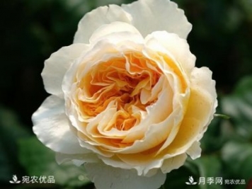 花靚期長量大耐抗性好的月季品種推薦
