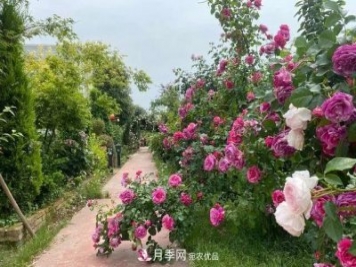 月季爆紅朋友圈！浙江這個80后男人擁有自己的夢幻花園