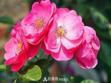 藤本月季有哪些好品種？我推薦這5個品種