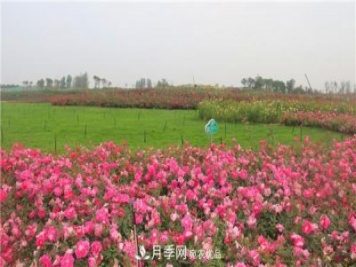 豐花月季常用品種？城市綠化適合用多花月季