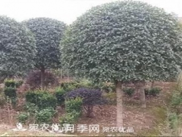 南陽(yáng)精品桂花球，3-5公分桂花苗桂花樹