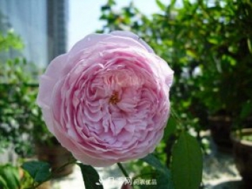 推薦4種優(yōu)秀藤本月季，開花多一開就停不下來