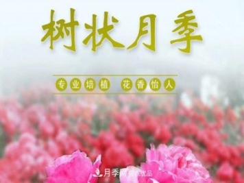 南陽樹狀月季批發(fā)基地