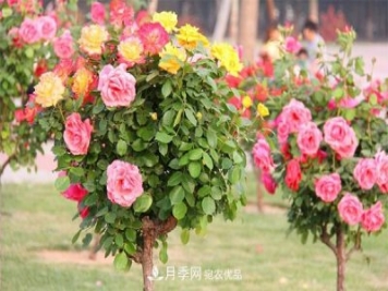 分享六點(diǎn)，湖北月季樹養(yǎng)護(hù)不再是難題