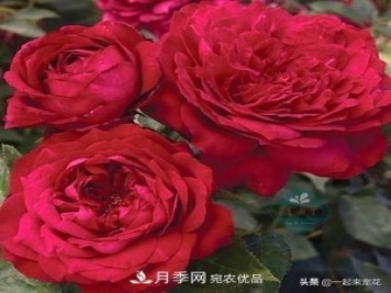 10款紅色系月季推薦，款款驚艷
