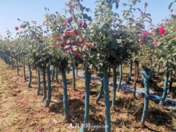 南陽樹狀月季價(jià)格差別這么大，樹狀月季的價(jià)格受什么因素影響？