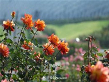 不畏嚴(yán)冬忘我綻放 上海辰山月季花開不厭四時(shí)春