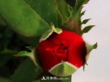 南陽盆栽月季怎么澆水