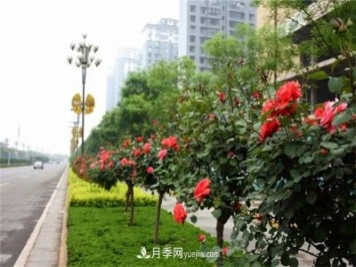 冬季常綠的綠化苗木有哪些？