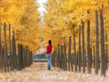 2021綠化苗木行業(yè)兩極分化加劇 你是哪一級？