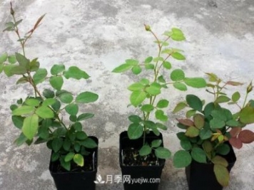 盆栽月季小苗快速發(fā)芽長(zhǎng)筍，生根才是唯一重要的