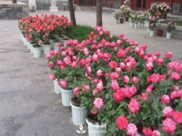 干貨來(lái)襲，月季花如何扦插及養(yǎng)護(hù)！