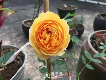 盆栽月季樹(shù)養(yǎng)植常見(jiàn)問(wèn)題有哪些？