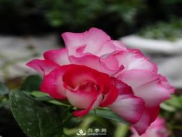 樹狀月季批發(fā)商給大家介紹月季怎么扦插