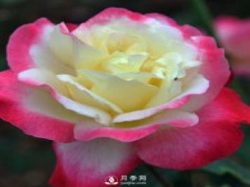 月季扦插有什么技巧？南陽月季告訴你