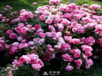 月季的繁殖方式有哪些？南陽(yáng)石橋月季告訴你