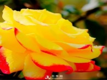 南陽(yáng)月季的養(yǎng)殖方法和注意事項(xiàng)