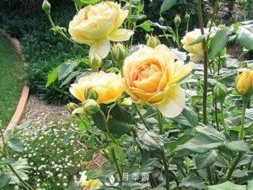 冬季來(lái)臨應(yīng)該如何讓養(yǎng)植盆栽月季樹(shù)？